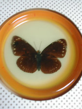 Presse papier rond papillon en Inclusion résine Vintage