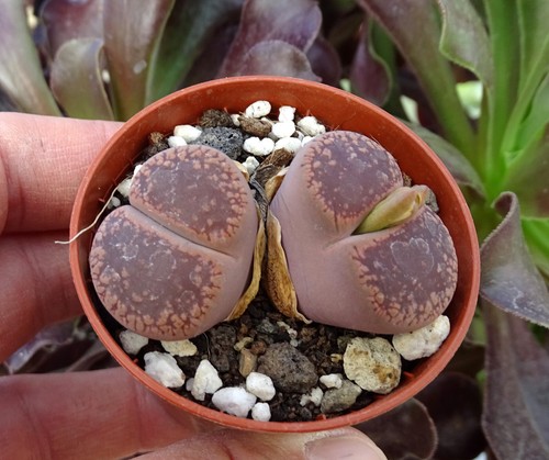 Lithops aucampiae brown form - lithops,