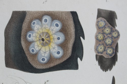 Molluscs engraving animal - molluscs,