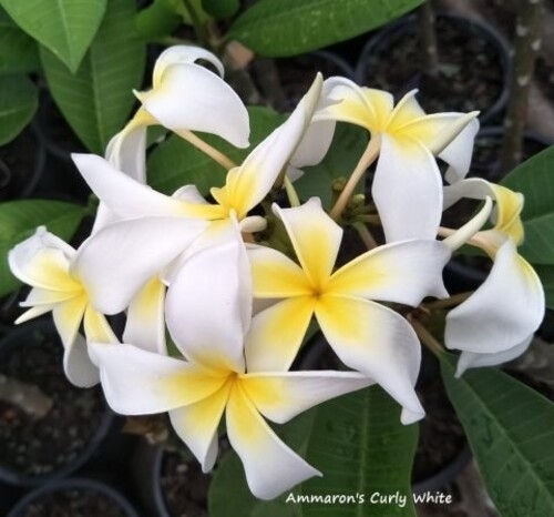 Plumeria frangipanier amazon - frangipanier, amazon's