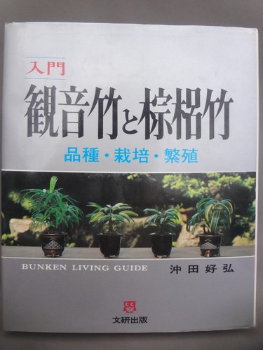 Rhapis excelsa - (used),