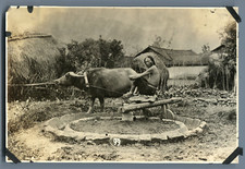 China, Old mill with animal traction  Vintage silver print.  Tirage argentique