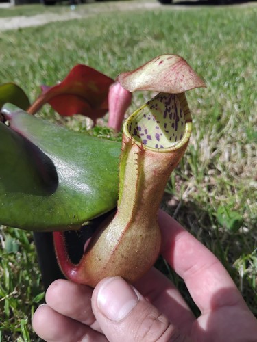 Nepenthes clipeata seedgrown - nepenthes,
