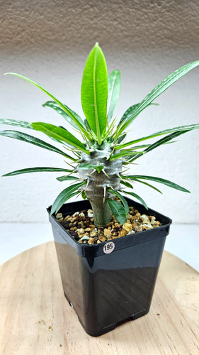 Pachypodium lam
