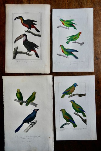 Gravures oiseaux buffon xixe - gravures,