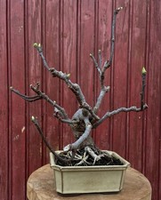 BONSAÏ  FIGUIER. FICUS CARICA