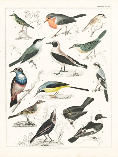 Martin pêcheur oiseau bleu - martin,