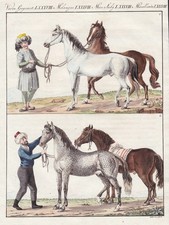 Cheval Arabe Barbary Gravure