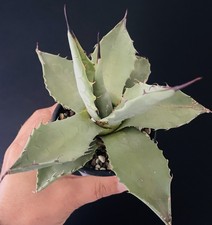 Agave Parrasana Belle génétique Pot 10  Caudex Succulente Cactus Plante 4