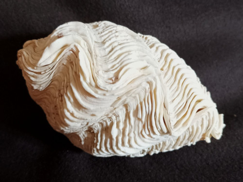 Coquillage bénitier bivalve