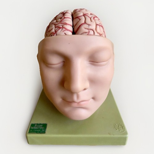 Somso anatomical bs5 head base - bs5,