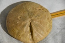 grand oursin clypeus plotti