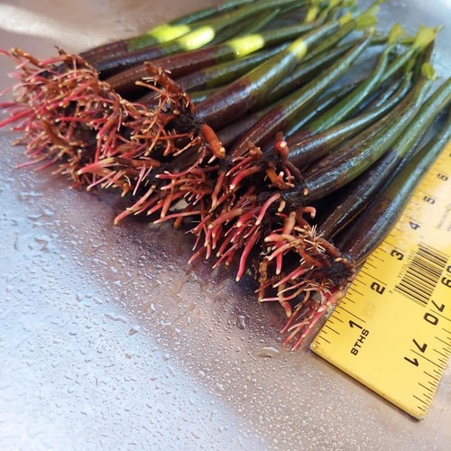 Red mangrove tree 5xl - mangrove,