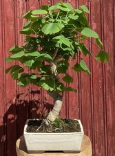 BONSAÏ GINKGO BILOBA . ARBRE