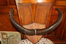 Ancien trophée massacre de buffle du Vietnam  taxidermie