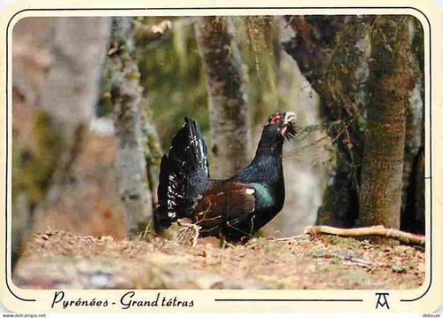 Carte postale animaux - carte,