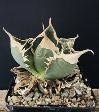 Agave Titanota "Green Ghost" Compact. Cactus Caudex Succulente Plante High genet