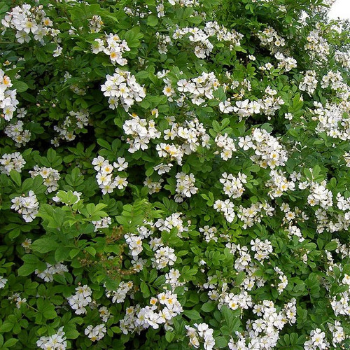Rosa multiflora inermis - rosa,
