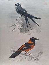 Gravure Oiseaux XIXéme Siècle Orbigny Buffon Traviès Carouge orange Martinet