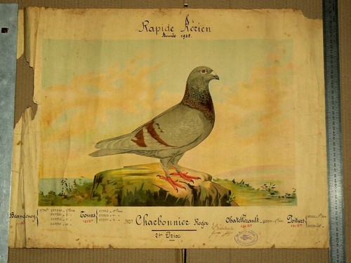 Pigeon voyageur rapide aérien - rapide,