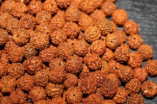Ample Rudraksha Rudraksh 8 MM