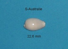 Cypraea     Comptoni     Casta