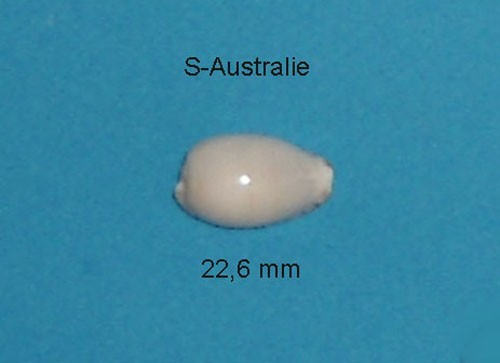 Cypraea comptoni casta - ,