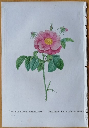 Redoute 1st edition original - edition,