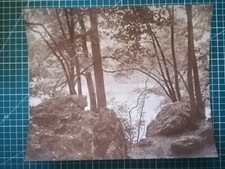 DD155 PHOTO TBE circa 1950 28x23 Foret de Gerardmer - Auteur inconnu