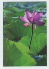 Carte Postale Lenticulaire 3-D Fleur De Lotus Rose Neuve