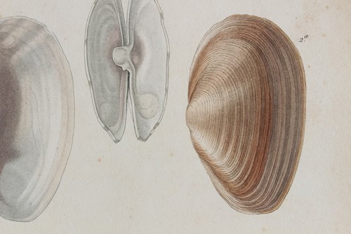 Molluscs engraving animal - engraving,