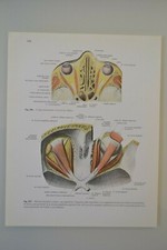 PLANCHE D'ANATOMIE HUMAINE
