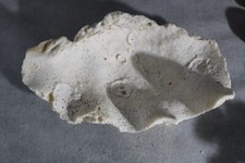 Coquillage bénitier 20 cm 