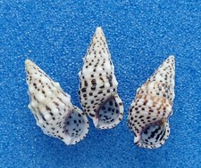 Coquillage de collection : Cerithium alveolus (x3) (Cerithidae, Polynésie) Shell