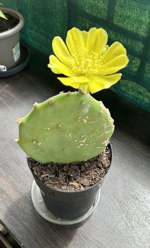 Graines cactus raquette - 15, de