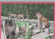 LEOPARD Animaux Vintage Carte