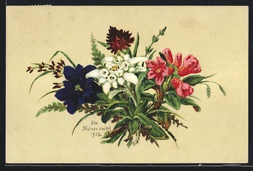 Carte postale edelweiss - carte,