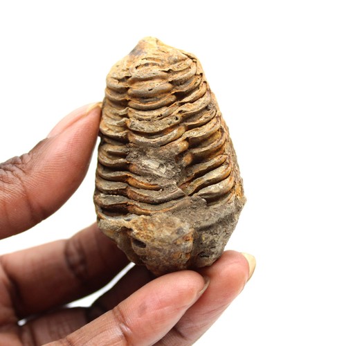 Trilobite fossile 45gr 55mm