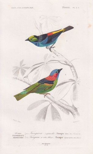 Tangara cyanocephala tangare - cyanocephala,