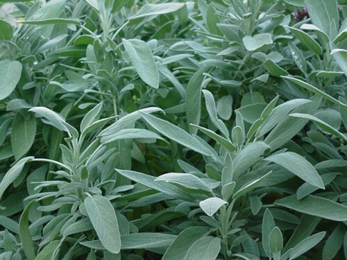 Graines sauge officinale - graines,