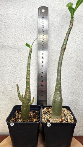 Adenium arabicum 2 - arabicum,