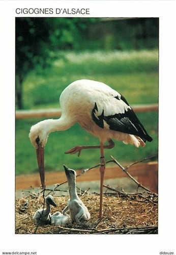 Carte postale animaux - postale,