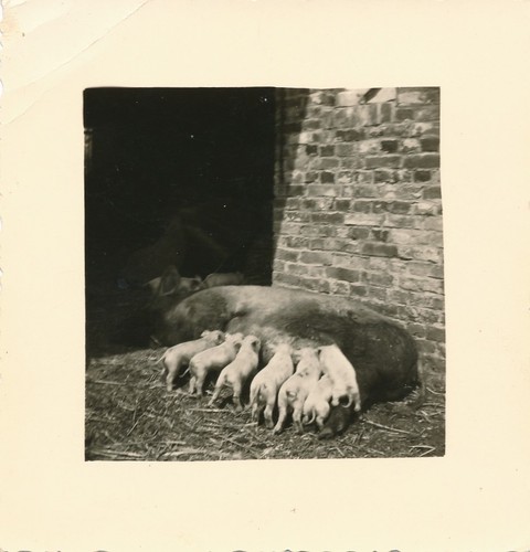 Snapshot truie cochons ferme - snapshot,