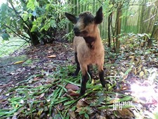 agneau lamb Lamm chevreau bébé  naturalisé taxidermie  curiosité  n° 8