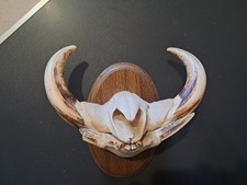 Trophée "museau" de phacochère #6