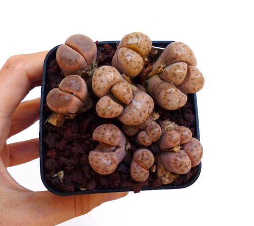 Lithops dinteri ssp frederici