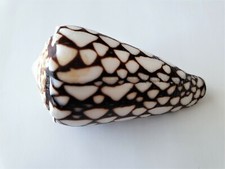 coquillage  Conus conidae