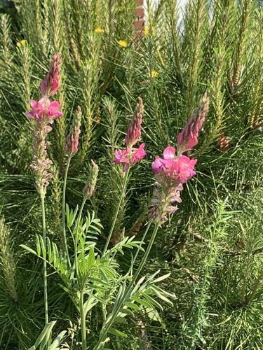 Graines sainfoin - 15,
