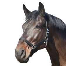 Eldorado Licol Standard - Noir - Cheval De Sang Chaud Licol De Paddock