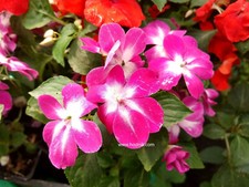 IMPATIENS  GOUTTE DE SANG ROSE